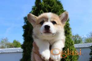 Velški korgi - Pembrok